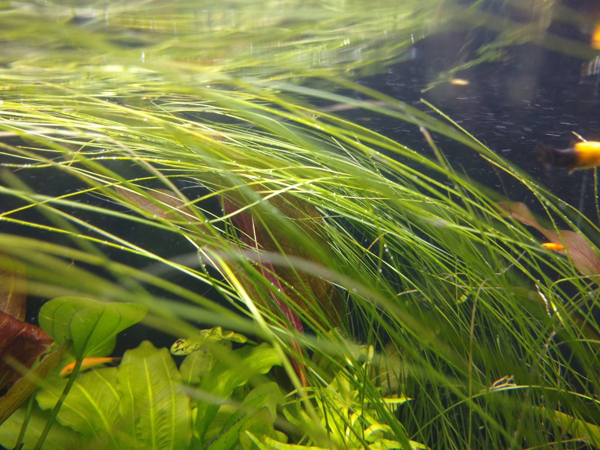 エリオカウロンsp. 'ソーシャルフェザーダスター' 1株売り – e-scape