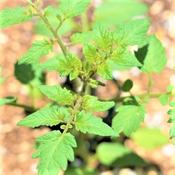 トマトの芯止まりに困っていませんか？症状や対策について解説