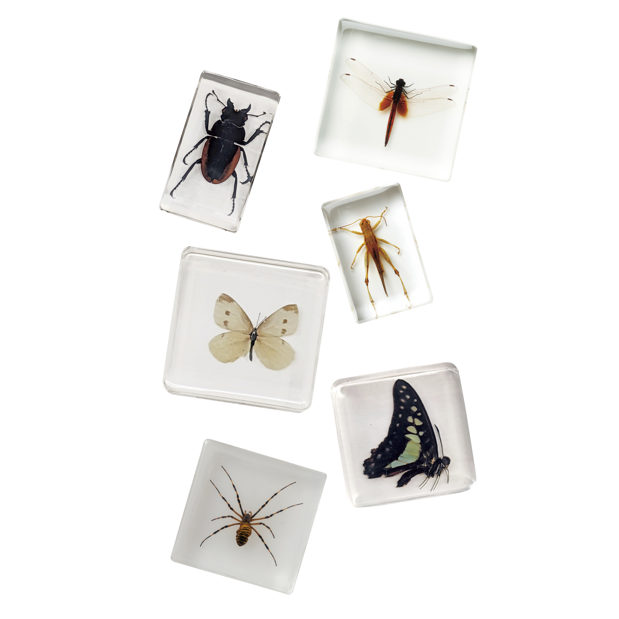 フレーベル館オンラインショップ｜プラ封入昆虫標本B: 個人向け