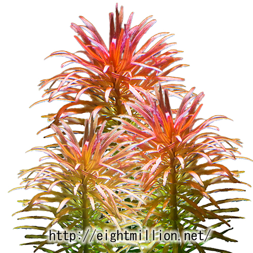 ルドウィジア・インクリナータ | 超水草図鑑