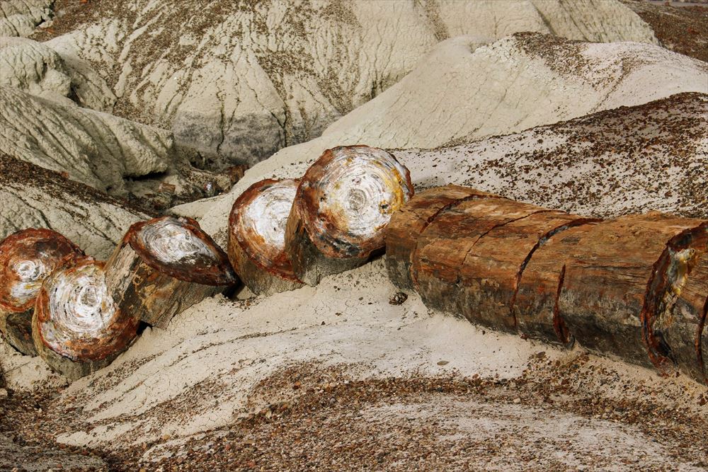 太古の世界へタイムスリップ！化石の森国立公園の見どころと珪化木の