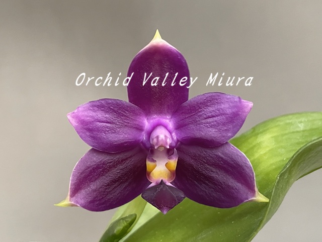 胡蝶蘭系② - オーキッドバレーミウラ