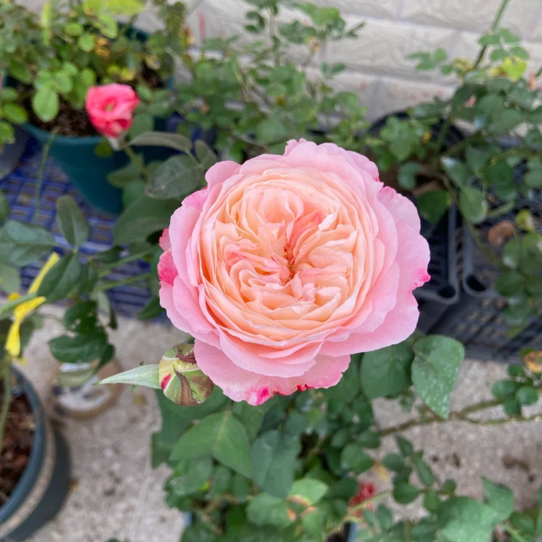 Tamaki-Misora Rose-环-美空｜Japanese Cut Rose – Ergongzy Roses