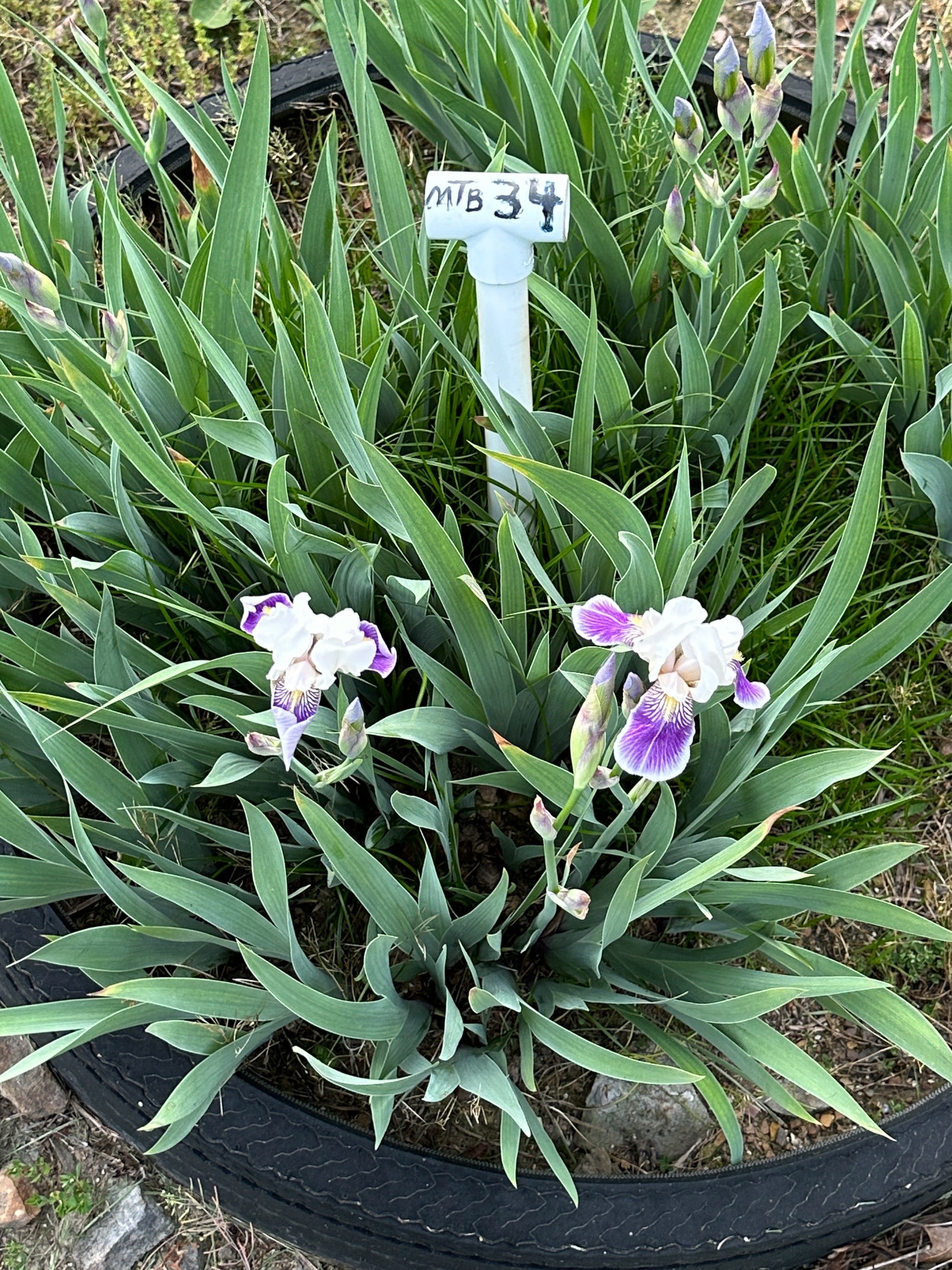 Sweet Charlotte - Miniature Tall Bearded Iris (MTB) – Exline Iris
