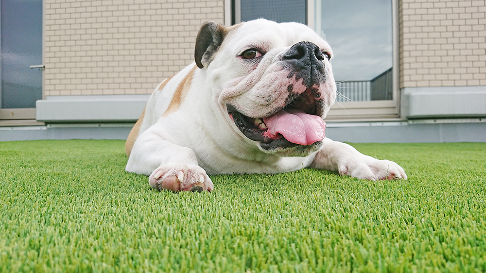 ペット用の人工芝 | DIY専用人工芝店 Field Magic