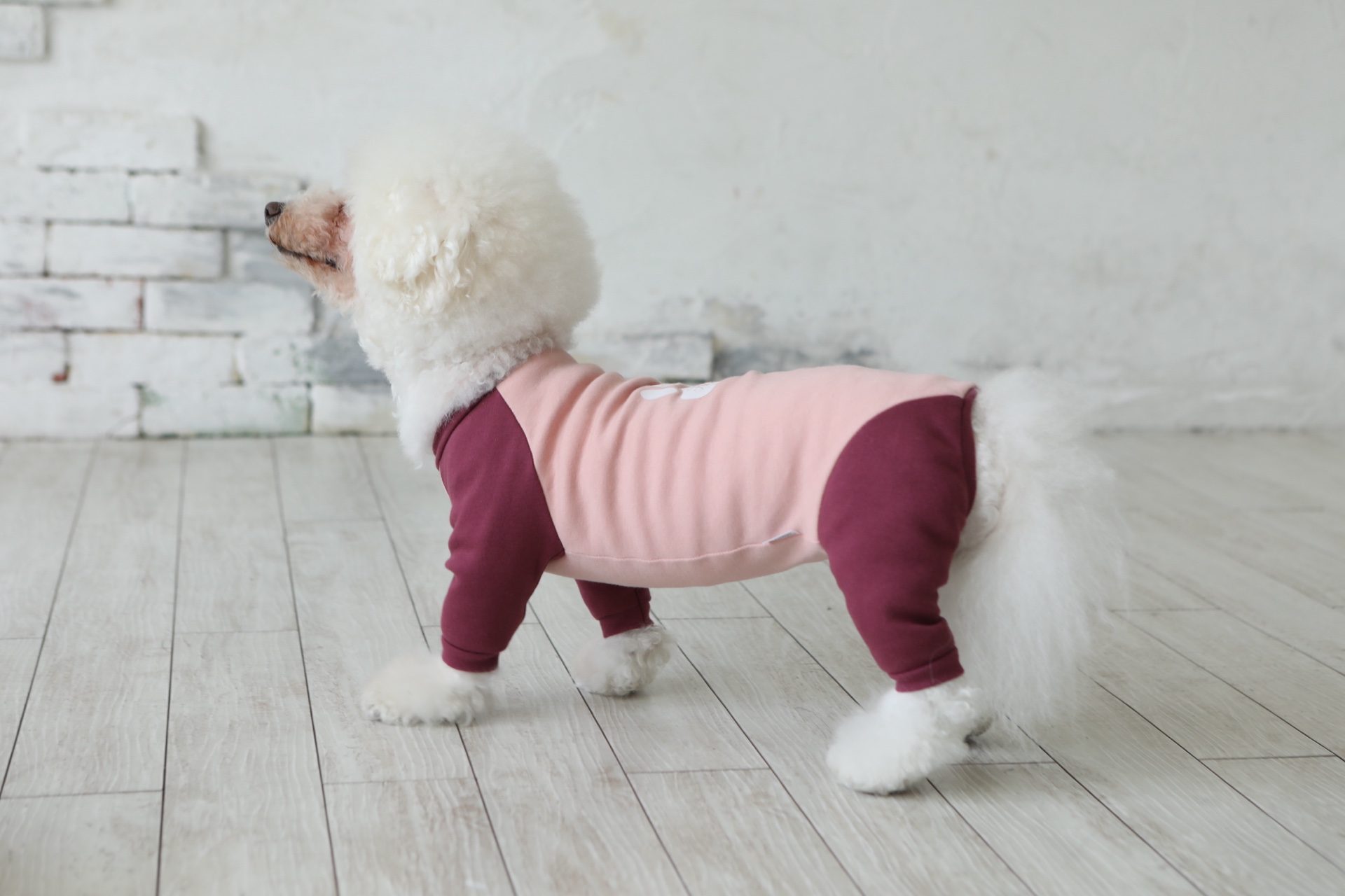 Fit Wan - 製図から学べる犬服教室｜うちの子サイズでジャストフィット