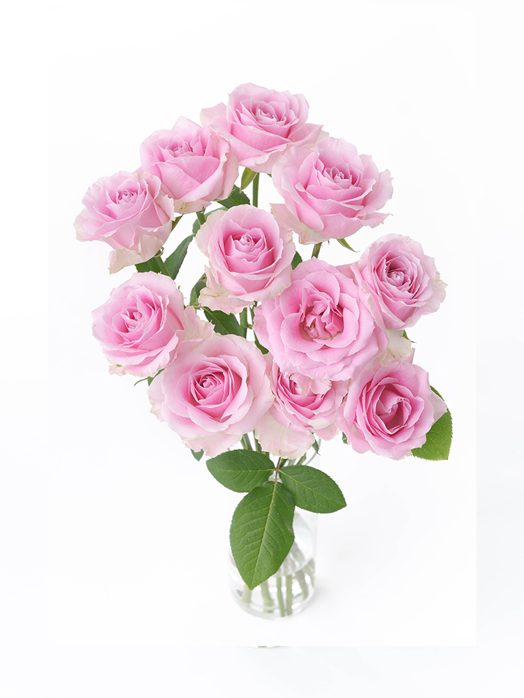 生花】バラ ピンクアヴァランチェ＋【60cm/愛知県】｜Flower Smith
