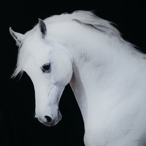 Francfranc アクリルアート ホース 馬 白馬 フランフラン 白い馬の