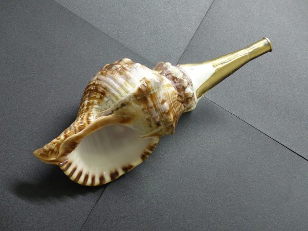 ホラガイ・法螺貝 ～戦で使う楽器と戦いました～ | 船橋市場 （船橋市地方