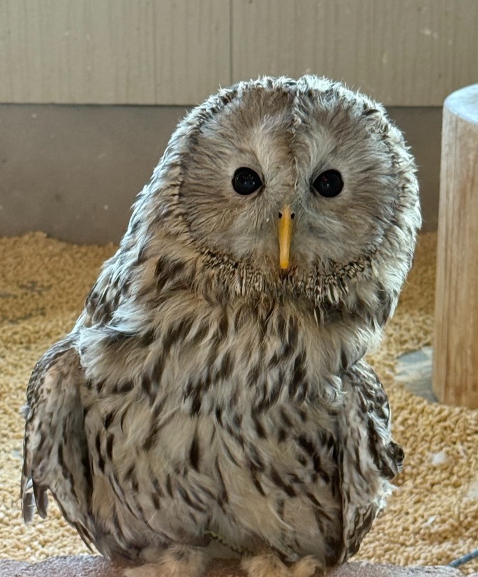 ふくろうの杜-ふくろうの杜café-桑名市で家族葬・樹木葬・人形供養を